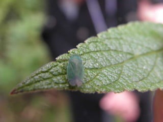 Horto Florestal 04/05/11