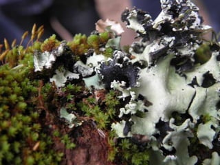 Horto Florestal 04/05/11