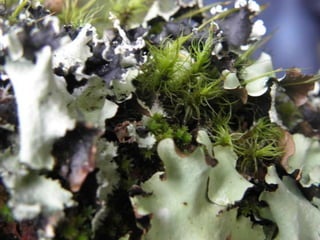 Horto Florestal 04/05/11