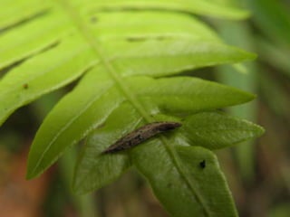 Horto Florestal 04/05/11