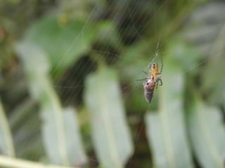 Horto Florestal 04/05/11