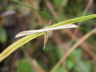 Horto Florestal 04/05/11