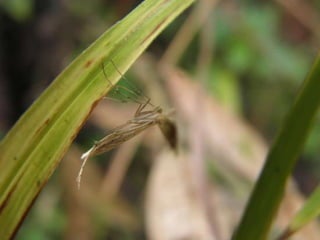 Horto Florestal 04/05/11