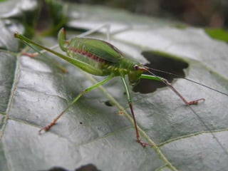 Horto Florestal 04/05/11
