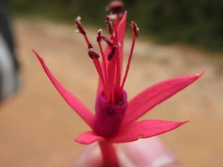 Horto Florestal 04/05/11