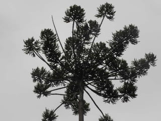 Horto Florestal 04/05/11