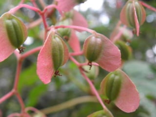 Horto Florestal 04/05/11