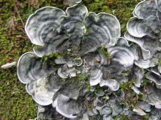 Horto Florestal 04/05/11