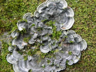 Horto Florestal 04/05/11