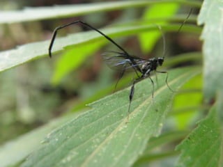 Horto Florestal 04/05/11