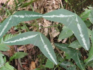 Horto Florestal 04/05/11