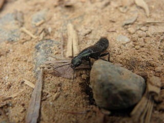 Horto Florestal 04/05/11