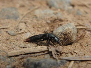 Horto Florestal 04/05/11