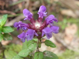 Horto Florestal 04/05/11