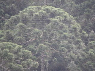 Horto Florestal 04/05/11