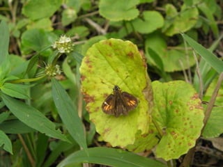 Horto Florestal 04/05/11