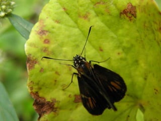 Horto Florestal 04/05/11