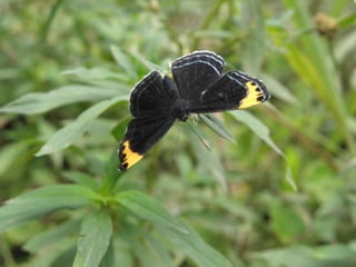 Horto Florestal 04/05/11