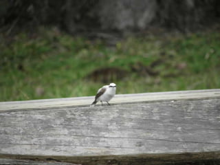 Horto Florestal 04/05/11