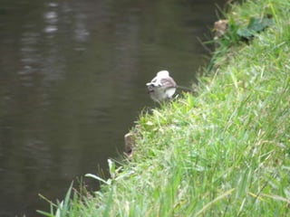 Horto Florestal 04/05/11