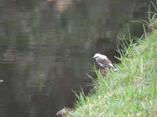 Horto Florestal 04/05/11