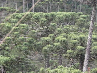 Horto Florestal 04/05/11