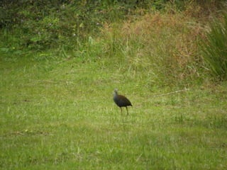 Horto Florestal 04/05/11