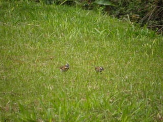 Horto Florestal 04/05/11