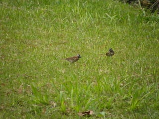 Horto Florestal 04/05/11