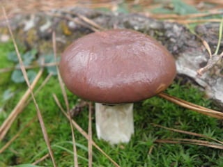 Horto Florestal 04/05/11