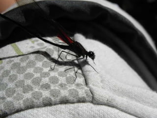 Horto Florestal 04/05/11