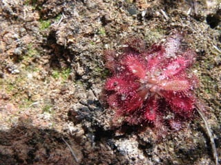 Horto Florestal 04/05/11