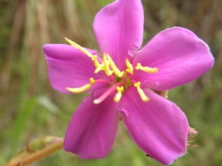 Horto Florestal 04/05/11