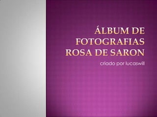 Álbum de fotografiasrosa de saron criado por lucaswill 