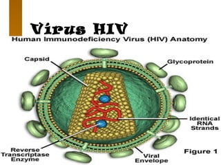 Vírus HIV
 