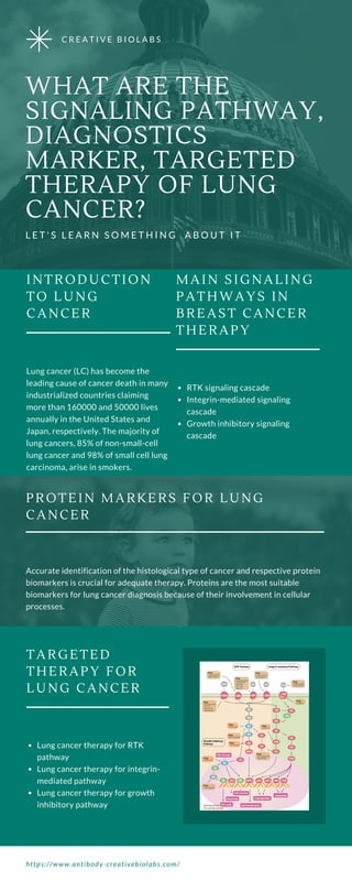C R E A T I V E B I O L A B S
WHAT ARE THE
SIGNALING PATHWAY,
DIAGNOSTICS
MARKER, TARGETED
THERAPY OF LUNG
CANCER?
L E T ' S L E A R N S O M E T H I N G A B O U T I T
Lung cancer (LC) has become the
leading cause of cancer death in many
industrialized countries claiming
more than 160000 and 50000 lives
annually in the United States and
Japan, respectively. The majority of
lung cancers, 85% of non-small-cell
lung cancer and 98% of small cell lung
carcinoma, arise in smokers.
INTRODUCTION
TO LUNG
CANCER
RTK signaling cascade
Integrin-mediated signaling
cascade
Growth inhibitory signaling
cascade
MAIN SIGNALING
PATHWAYS IN
BREAST CANCER
THERAPY
Accurate identification of the histological type of cancer and respective protein
biomarkers is crucial for adequate therapy. Proteins are the most suitable
biomarkers for lung cancer diagnosis because of their involvement in cellular
processes.
PROTEIN MARKERS FOR LUNG
CANCER
Lung cancer therapy for RTK
pathway
Lung cancer therapy for integrin-
mediated pathway
Lung cancer therapy for growth
inhibitory pathway
TARGETED
THERAPY FOR
LUNG CANCER
https://www.antibody-creativebiolabs.com/
 