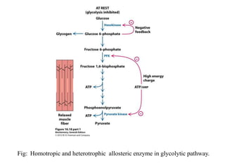 Fig: Homotropic and heterotrophic allosteric enzyme in glycolytic pathway.
 