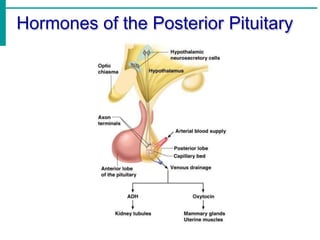 Tp Flag Physiology of Endocrine System | PPTX