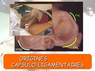 ORIGINES  CAPSULO-LIGAMENTAIRES FPM FPL FAL 