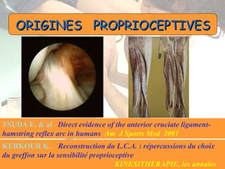 ORIGINES  PROPRIOCEPTIVES TSUDA E. & al  Direct evidence of the anterior cruciate ligament- hamstring reflex arc in humans   Am  J Sports Med  2001 KERKOUR K.   Reconstruction du L.C.A. : répercussions du choix du greffon sur la sensibilité proprioceptive   KINESITHERAPIE, les annales 2003 