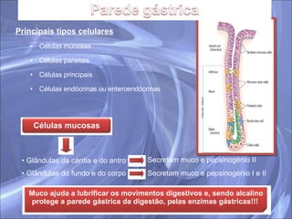 Principais tipos celulares Células mucosas Células parietais Células principais Células endócrinas ou enteroendócrinas Glândulas da cárdia e do antro Glândulas do fundo e do corpo Secretam muco e pepsinogénio II Secretam muco e pepsinogénio I e II Células mucosas Muco ajuda a lubrificar os movimentos digestivos e, sendo alcalino protege a parede gástrica da digestão, pelas enzimas gástricas!!!  