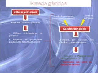 Base das Glândulas gástricas Células sintetizadoras de proteínas Secretam as pró-enzimas proteolíticas pepsinogénio I e II - Activados a  Pepsina  pelo baixo pH gástrico (pH ˂2) - Inactivados pelo pH >6 na entrada do duodeno Libertação, por exocitose, dos grânulos com  pepsinogénios Acetilcolina (vago ou plexo nervoso entérico) Ácido no estómago Células principais Células principais 