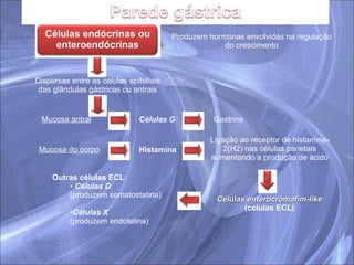 Dispersas entre as células epiteliais das glândulas gástricas ou antrais Mucosa antral Células enterocromafim-like  (células ECL) Outras células ECL: Células D   (produzem somatostatina) Células X (produzem endotelina) Células G Gastrina Produzem hormonas envolvidas na regulação do crescimento Mucosa do corpo Histamina Ligação ao receptor de histamina-2(H2) nas células parietais aumentando a produção de ácido Células endócrinas ou enteroendócrinas 