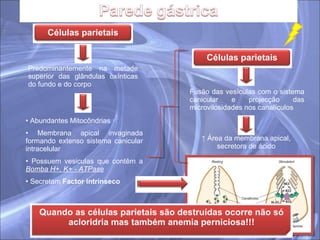 Predominantemente na metade superior das glândulas oxínticas do fundo e do corpo Abundantes Mitocôndrias Membrana apical invaginada formando extenso sistema canicular intracelular Possuem vesiculas que contêm a  Bomba H+, K+ - ATPase Secretam  Factor intrínseco Fusão das vesículas com o sistema canicular e projecção das microvilosidades nos canalículos Ligam-se à Vitamina B12 no duodeno, permitindo a sua absorção no íleo ↑  Área da membrana apical, secretora de ácido Células parietais Quando as células parietais são destruídas ocorre não só acloridria mas também anemia perniciosa!!! Células parietais 