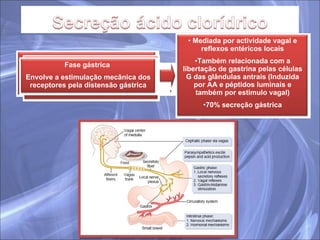 Mediada por actividade vagal (20% secreção gástrica) Envolve vários polipéptidos para além da gastrina Fase Intestinal  Iniciada quando os alimentos contendo proteínas digeridas chegam ao intestino delgado próximal Mediada por actividade vagal e reflexos entéricos locais Também relacionada com a libertação de gastrina pelas células G das glândulas antrais (Induzida por AA e péptidos luminais e também por estimulo vagal) 70% secreção gástrica Fase cefálica  Iniciada pela visão, paladar, olfacto, mastigação e deglutição dos alimentos Fase gástrica  Envolve a estimulação mecânica dos receptores pela distensão gástrica 