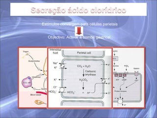 Estímulos convergem para células parietais Objectivo: Activar a bomba gástrica! 