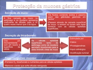 Secreção de muco:   Secreção de bicarbonato: Fluxo sanguíneo mucoso: Os fluidos contendo ácidos e pepsina saem das glândulas gástricas em “jactos” Passam através da camada superficial de muco  e entram no lúmen sem fazer contacto com as células epiteliais superficiais.  A fina camada de muco no estômago e no duodeno apresenta coeficiente de difusão para o H +  quatro vezes menor que o da água.  Cria um microambiente com pH neutro à superfície da célula Fornece O 2 , bicarbonato e nutrientes para as células epiteliais Remove o ácido que sofre difusão retrógrada Estimulada por:  Cálcio Prostaglandinas Input colinérgico Acidificação luminal 