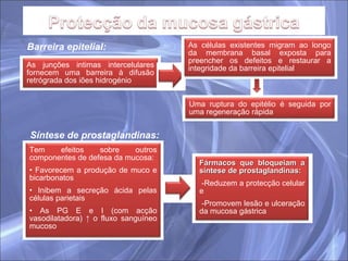 Barreira epitelial: Síntese de prostaglandinas: As junções intimas intercelulares fornecem uma barreira à difusão retrógrada dos iões hidrogénio Uma ruptura do epitélio é seguida por uma regeneração rápida Tem efeitos sobre outros componentes de defesa da mucosa:  Favorecem a produção de muco e bicarbonatos Inibem a secreção ácida pelas células parietais As PG E e I (com acção vasodilatadora) ↑ o fluxo sanguíneo mucoso Fármacos que bloqueiam a síntese de prostaglandinas: -Reduzem a protecção celular e -Promovem lesão e ulceração da mucosa gástrica  As células existentes migram ao longo da membrana basal exposta para preencher os defeitos e restaurar a integridade da barreira epitelial 