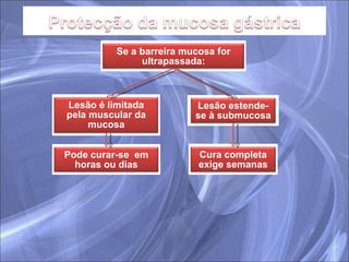 Se a barreira mucosa for ultrapassada: Lesão é limitada pela muscular da mucosa Lesão estende-se à submucosa Pode curar-se  em horas ou dias Cura completa exige semanas 