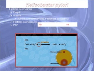 Factores de virulência Flagelo Urease Aumenta paradoxalmente a secreção de gastrina Factores quimiotáxicos PAF 
